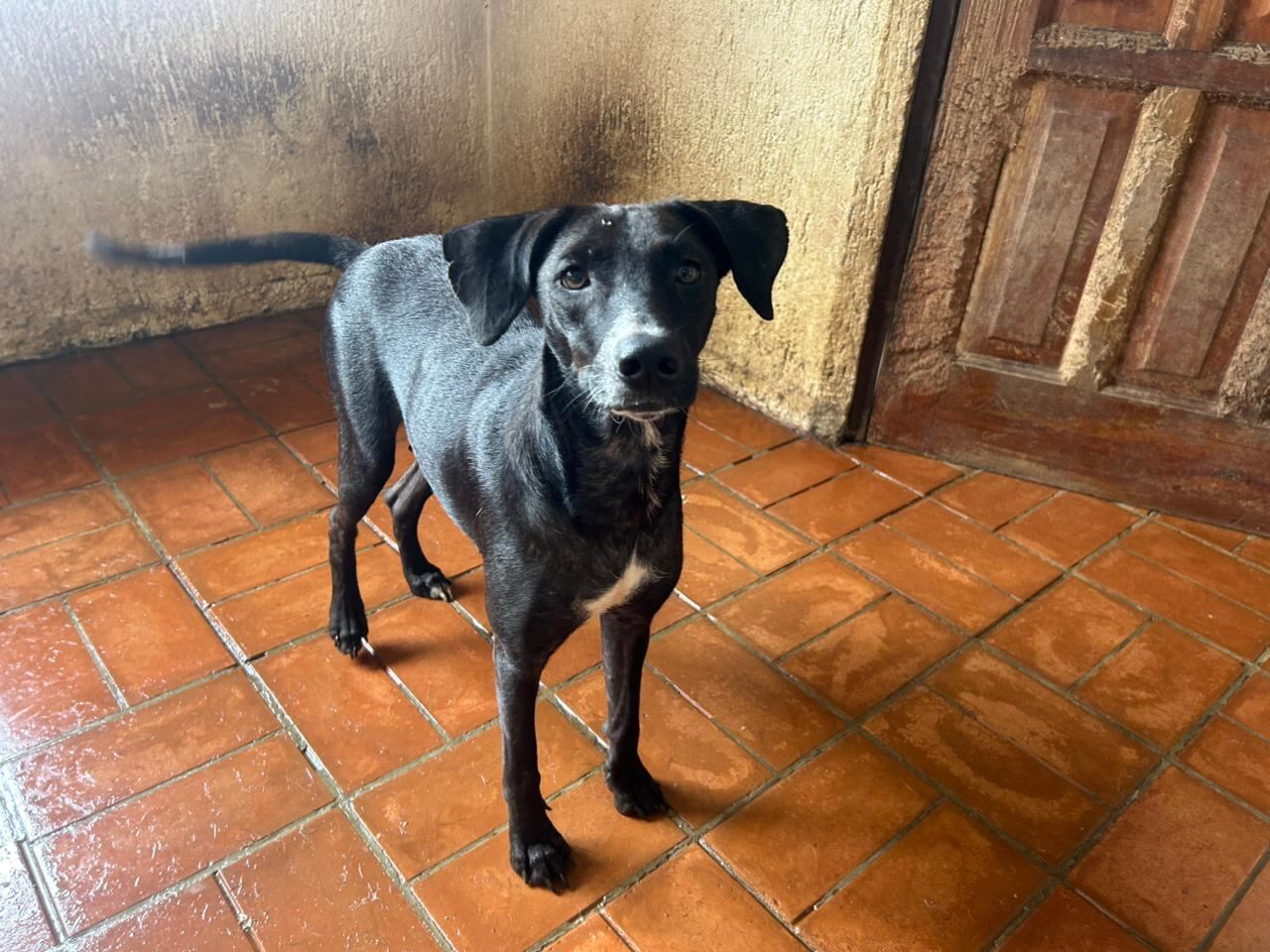 La Asociación Animales de Asís, en Heredia, recoge perritos abandonados, enfermos y despreciados por la sociedad.