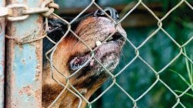 Detienen a ladrones que simularon ser policías, gracias a cuatro perros