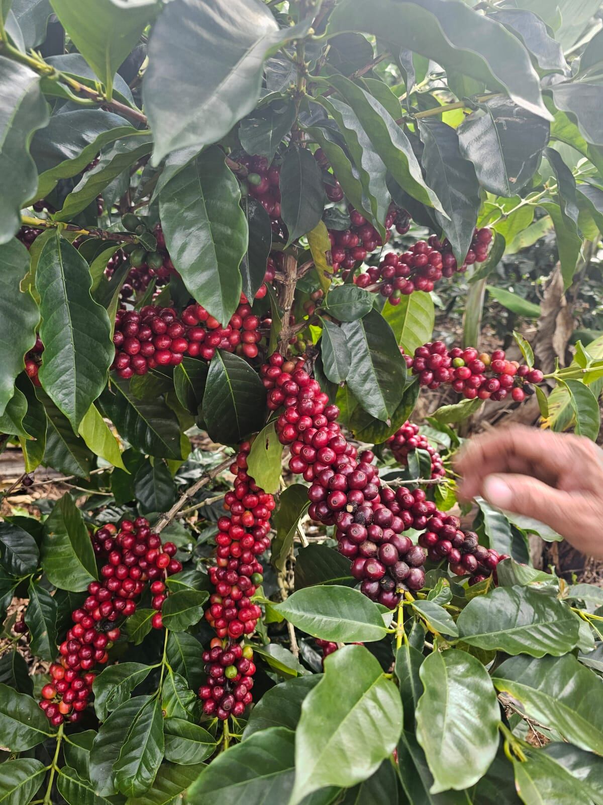 Feria del Café