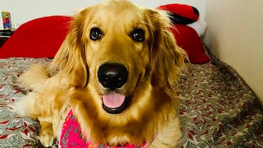 Chloe: una perrita emprendedora que llena de amor y alegría a su familia