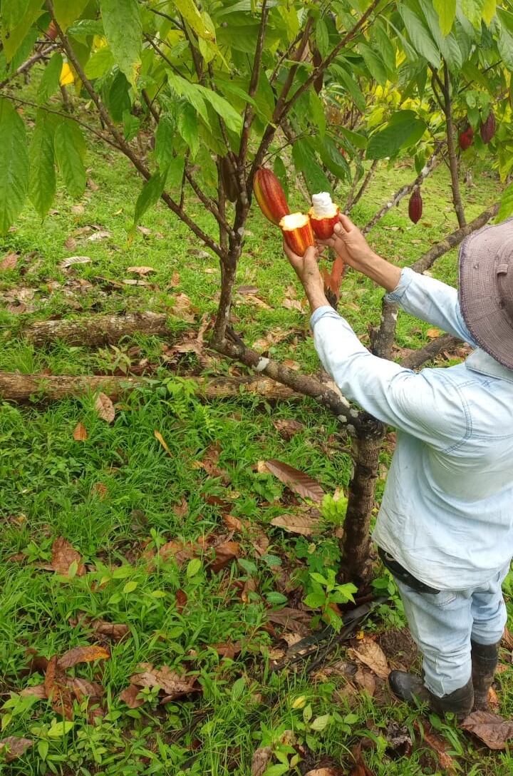 El cacao tico está entre los mejores 50 del mundo