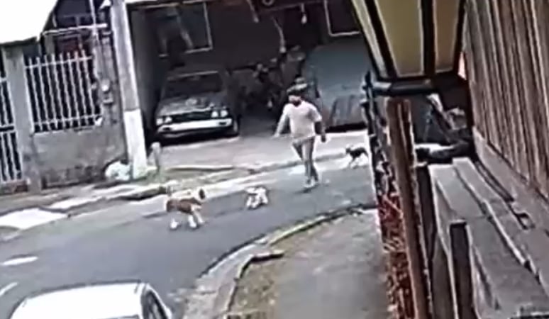 El perrito de la cantante salió a olfatear a otro perro cuando ocurrió la agresión.