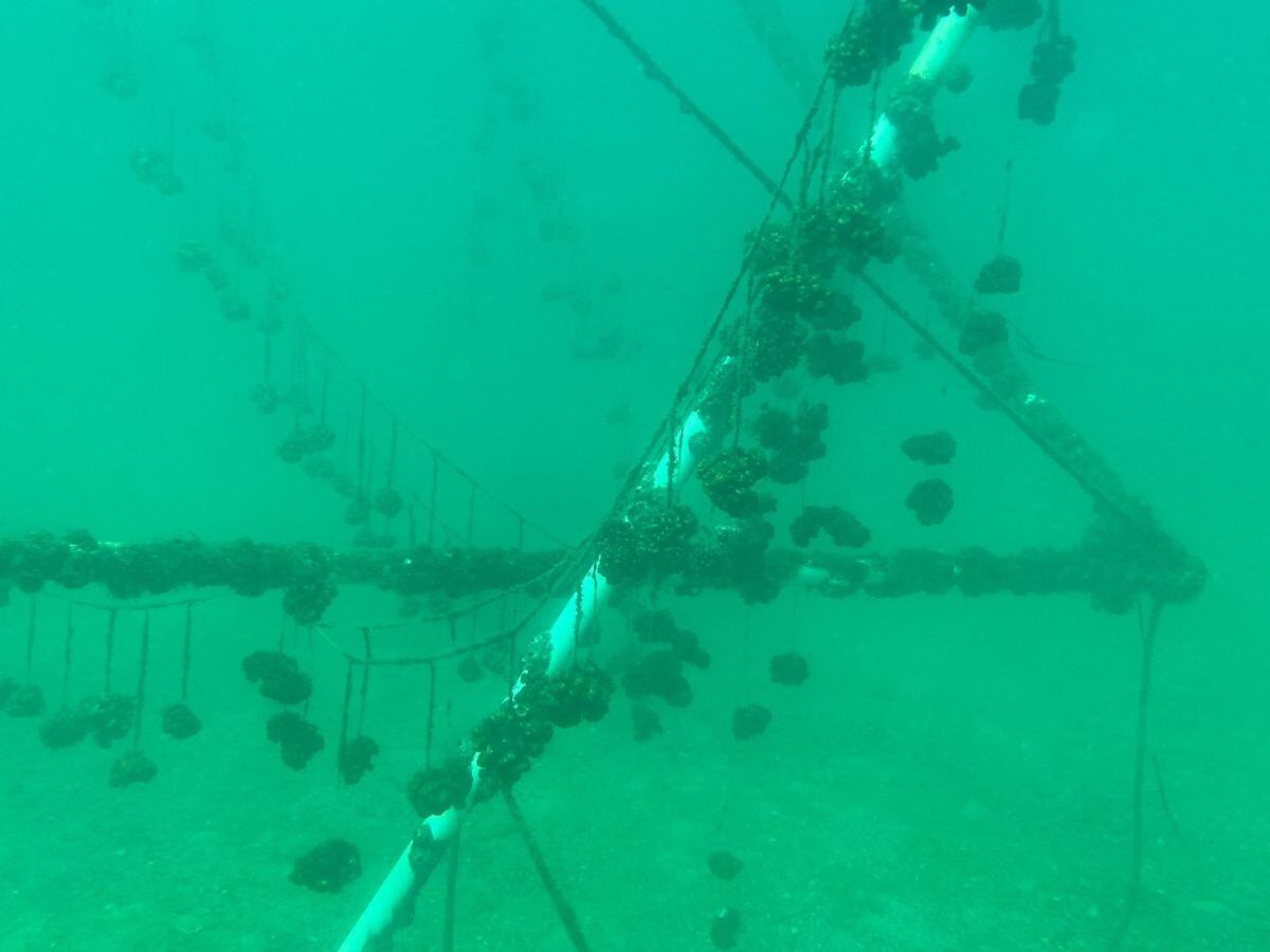 La técnica del árbol es muy efectiva para crecer corales.