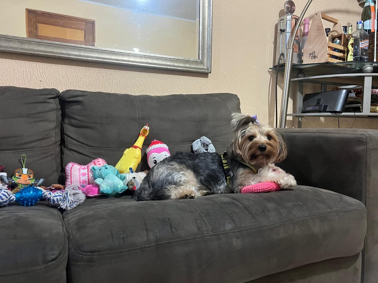 Frida es una perrita que llena de ladridos de amor a la familia Soto Rodríguez. Don Alexander Soto es el abuelito humano de esta peludita raza Yorkshire Terrier