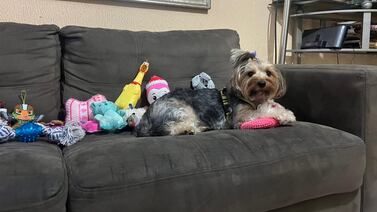 Frida es una perra que le devolvió los ladridos de amor a una familia que los había perdido