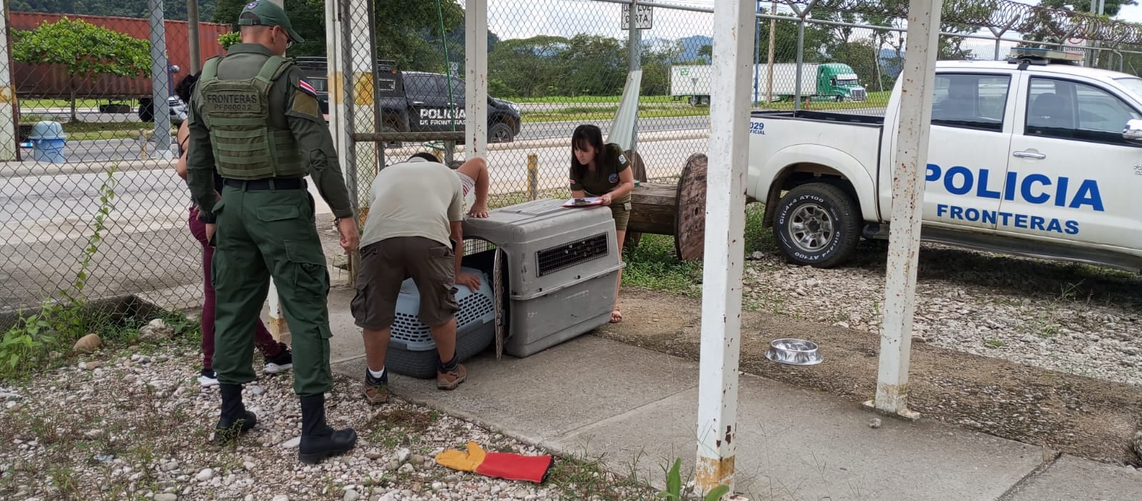 Un pizote fue rescatado por dos ciudadanos, tras encontrar al animal herido a un costado de la carretera Interamericana, en la zona sur.