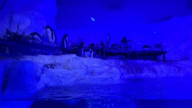 ¿Le gustan los pingüinos? Haga este paseo de un día en México y conozca a estos emplumados