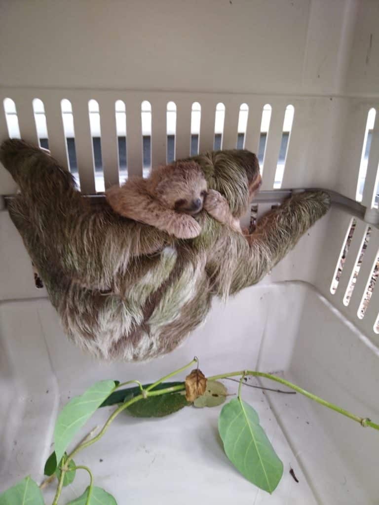 Rescatan a cinco perezosos que estaban en cautiverio