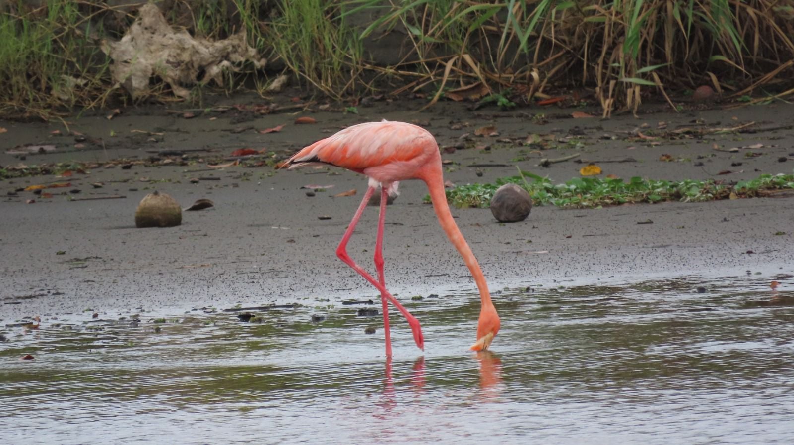 Flamencos en Costa Rica