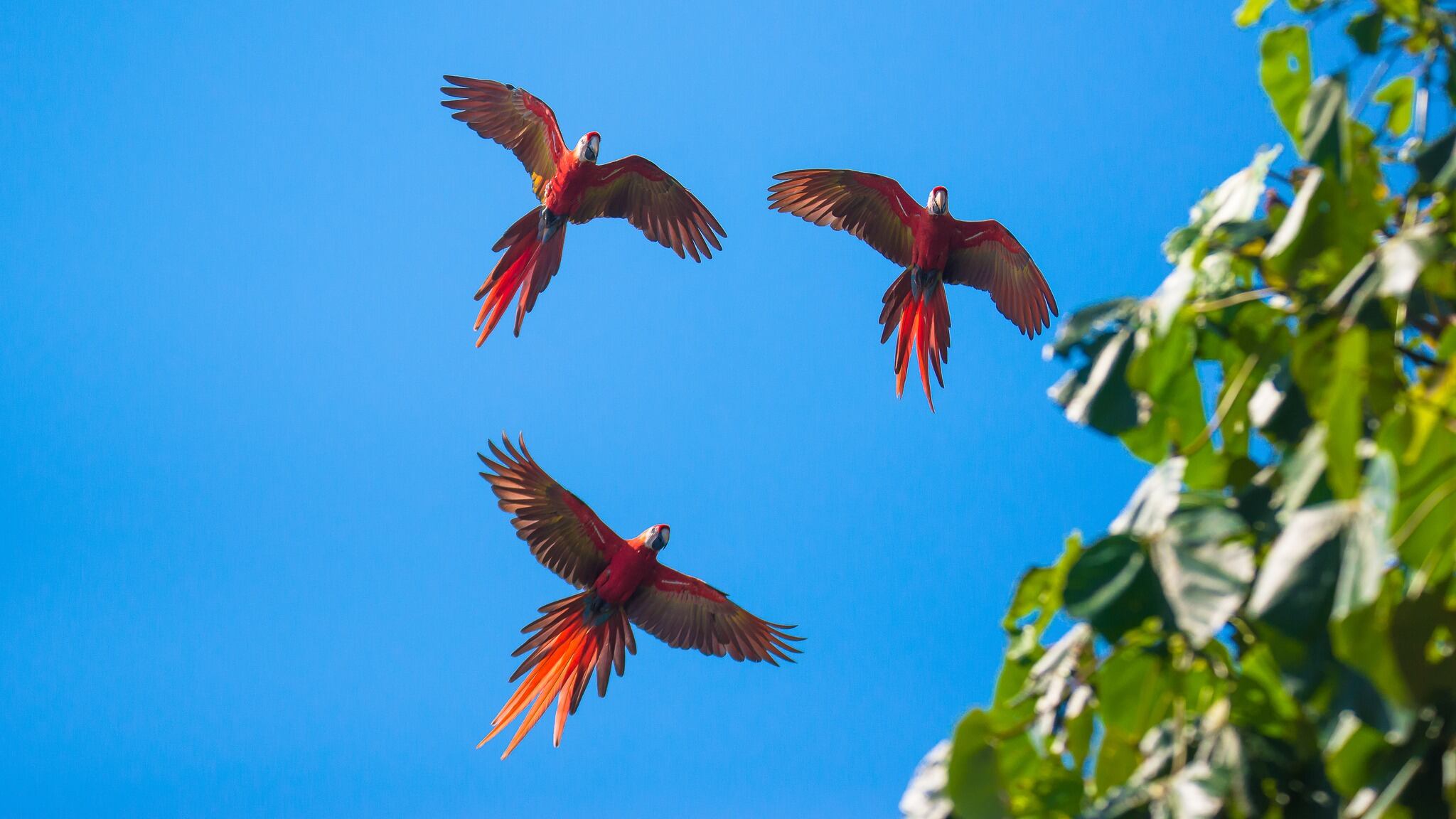 Durante la Feria Nacional de la Lapa 2023 se exhibirán artesanías, un mercado gastronómico y talleres sobre conversación ambiental (Foto: Jorge A. Ruiz)