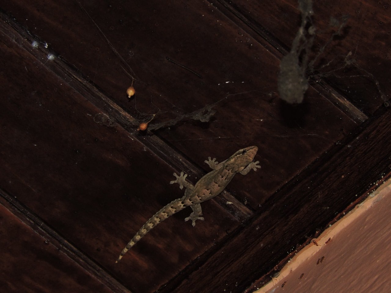 El biólogo de la Universidad de Costa Rica (UCR) y School for Field Studies, Víctor Acosta Chaves, especializado en herpetología, nos aclara mitos y verdades de los gecos