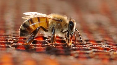 Multimillonario murió al tragarse una abeja