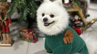 Guafle, el perrito que con su amor ayudó a sanar el dolor de una familia