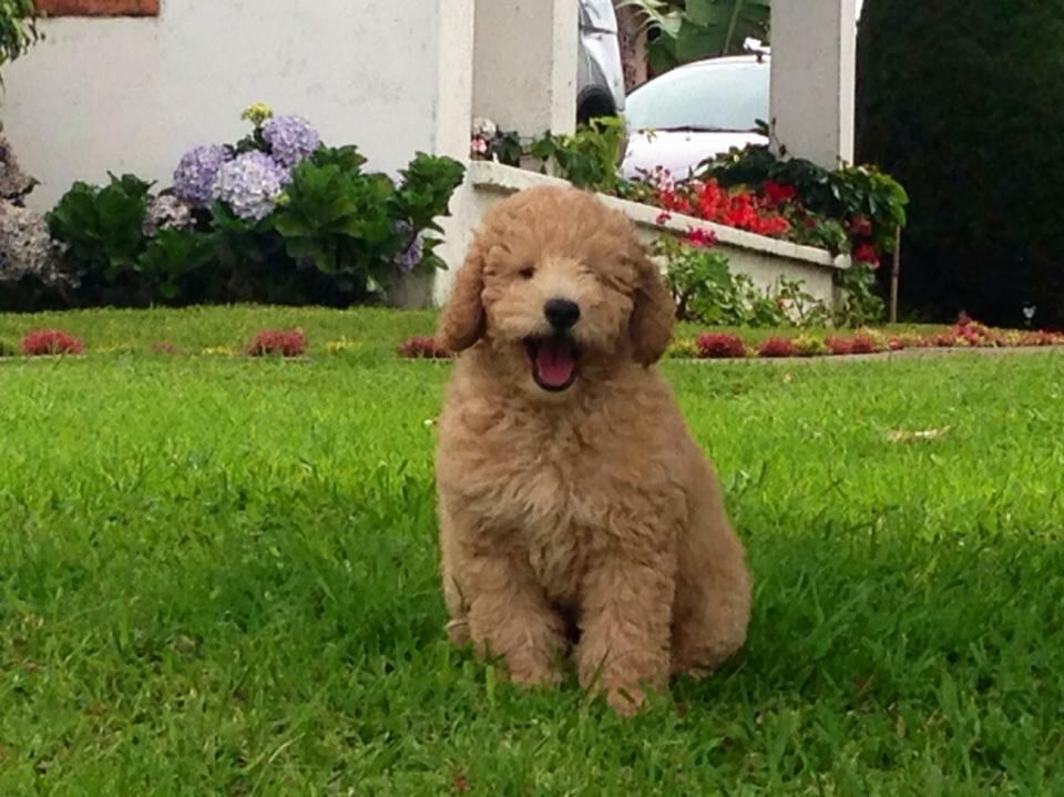 Melissa Durán, periodista de Multimedios de canal 8