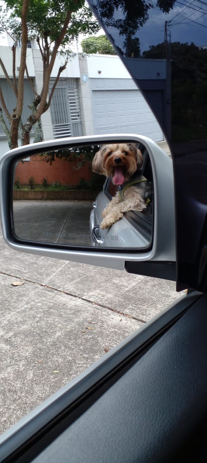 Frida es una perrita que llena de ladridos de amor a la familia Soto Rodríguez. Don Alexander Soto es el abuelito humano de esta peludita raza Yorkshire Terrier