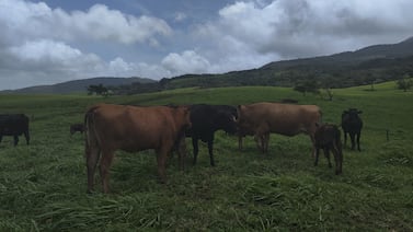 Fiscalía investiga a mujer ganadera que habría cometido grave delito en Coronado