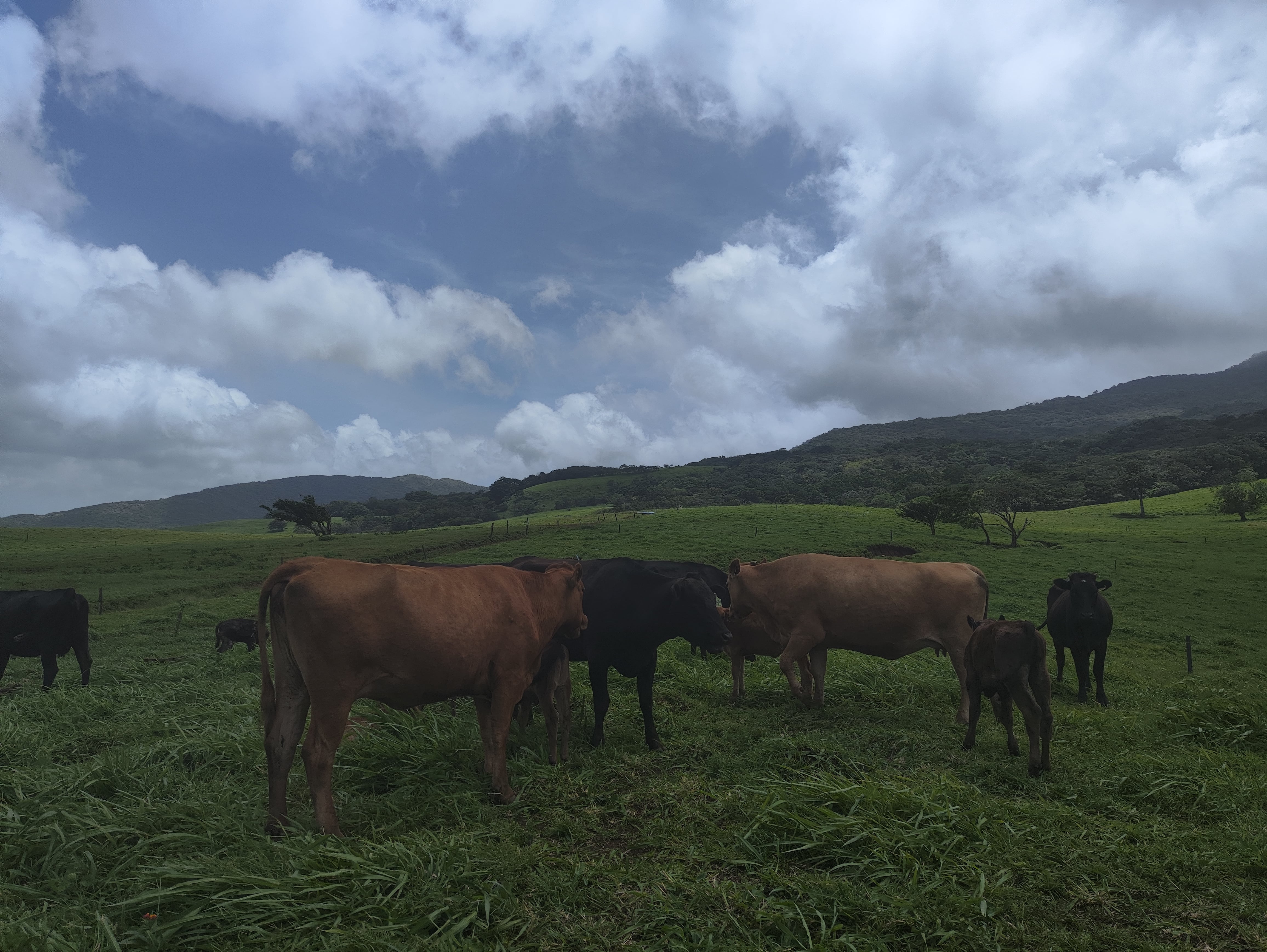 Finca la Josefina cría ganado wagyu a 45 minutos de Liberia