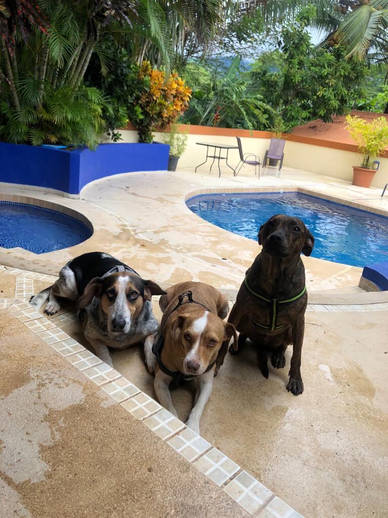 Merry, Maya y Mac, tres perros encontraron hogar una Navidad, en un partido de fútbol y en un parque. Fueron rescatados por Johnny Vargas Vargas y su hijo Josef.