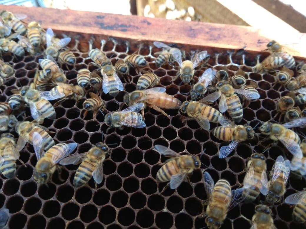 Freddy Rojas, señor que ha sobrevivido a tres ataques de abejas. Foto cortesía Fernando Ramírez.