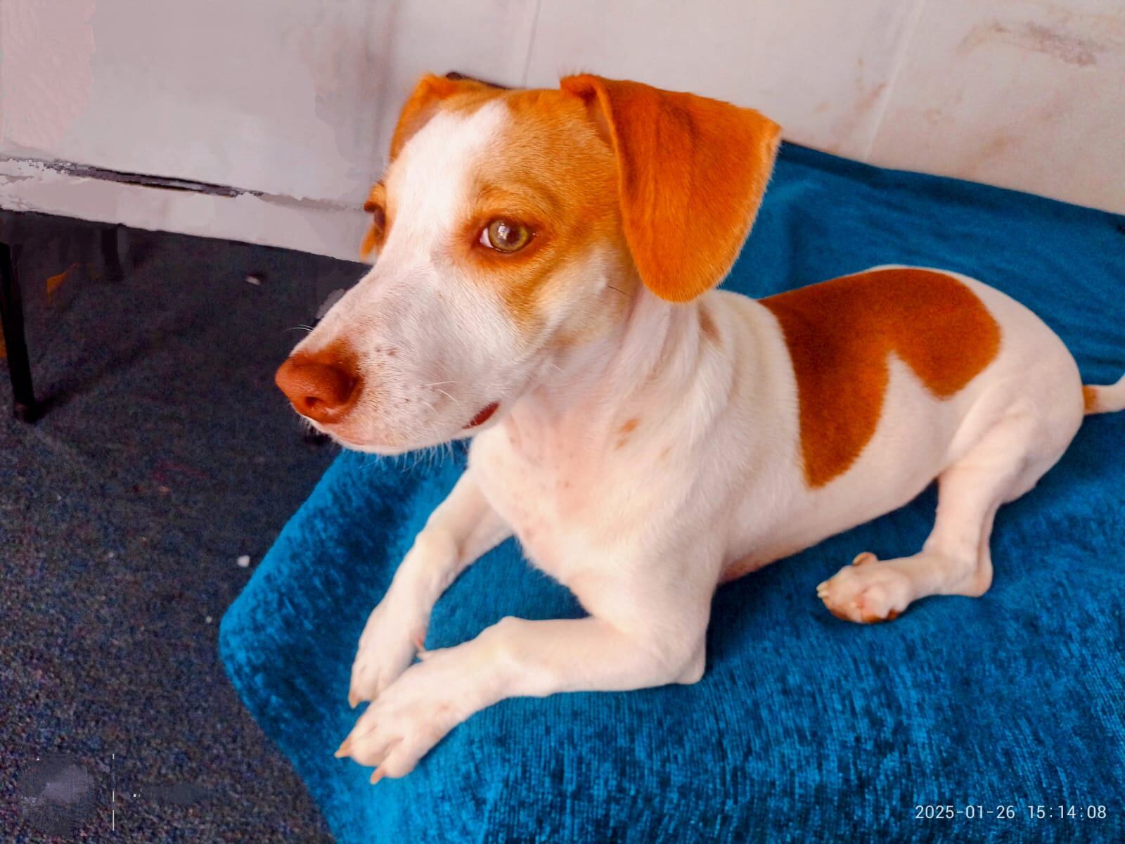Jack es un perrito raza Jack Russell terrier y su mamá humana es doña Gabriela Mesén. Son vecinos de Pavas