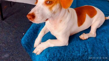 Jack es un terremoto de 4 patas que llena de vida y alegría a una familia josefina