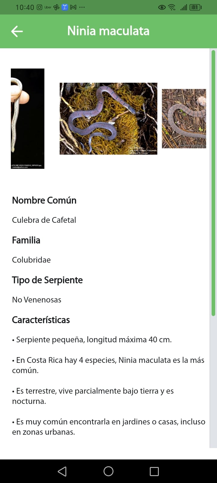 El Instituto Clodomiro Picado (ICP), de la Universidad de Costa Rica (UCR), además de elaborar los antivenenos que salvan vidas, hoy también destaca por darle al país un aporte digital inédito capaz de prevenir fallecimientos.
Se trata de la primera aplicación móvil gratuita llamada ICP App, que desde hoy le facilita a las y los costarricenses identificar las 25 serpientes venenosas que existen a nivel nacional y qué hacer en caso de una mordedura.