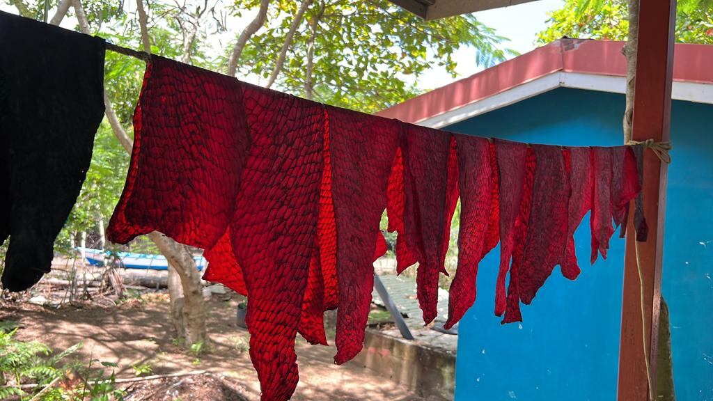 Familias pesqueras de Puntarenas ahora harán platica con el cuero del pescado. El cuero del pescado es considerado en Puntarenas como material de desecho que más bien contamina y ahora servirá para ganar dinero