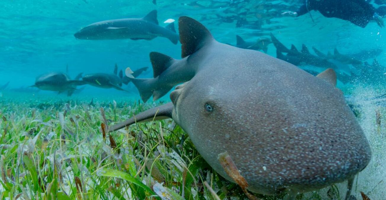 tiburó naranja, tiburón nodriza