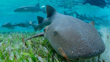 Vea las impresionantes fotos del extraño tiburón naranja que apareció en nuestro país