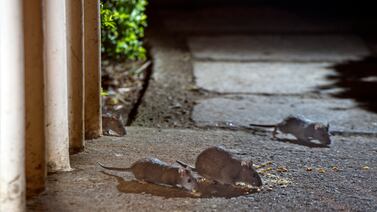 ¡Mucho cuidado! Ratas invaden una escuela de Tibás y padres están muy preocupados