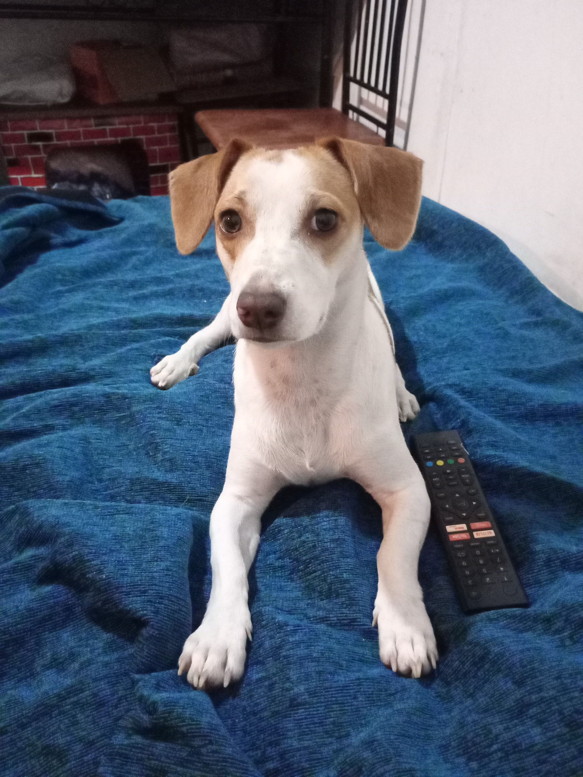 Jack es un perrito raza Jack Russell terrier y su mamá humana es doña Gabriela Mesén. Son vecinos de Pavas