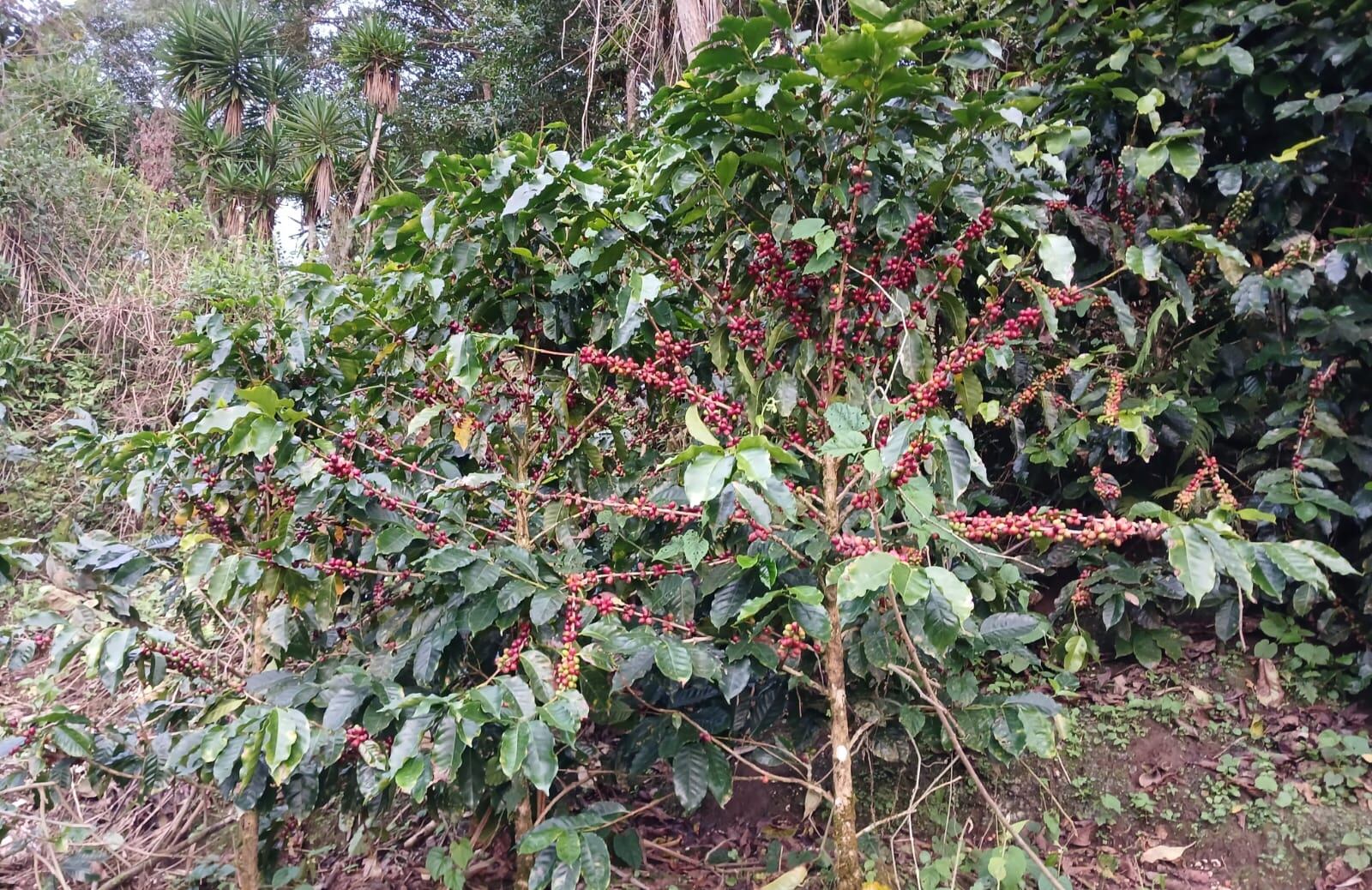 Maikol Arauz Alfaro desapareció de una manera misteriosa y se perdió de eventos importantes de los cuales él estaba ilusionado como un quinceaños y la cosecha de café. Foto: Laura Arauz para La Teja
