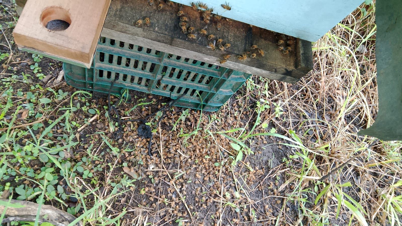 Los apicultores en Lepanto e Isla Venado están preocupados por la muerte masiva de abejas.