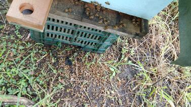 Muerte masiva de abejas en Lepanto de Puntarenas enciende alarmas entre apicultores