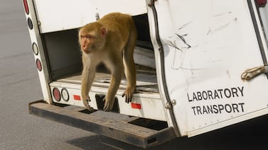 Escapa mono de laboratorio infectado con peligrosas enfermedades tras accidente de camión en EE. UU.