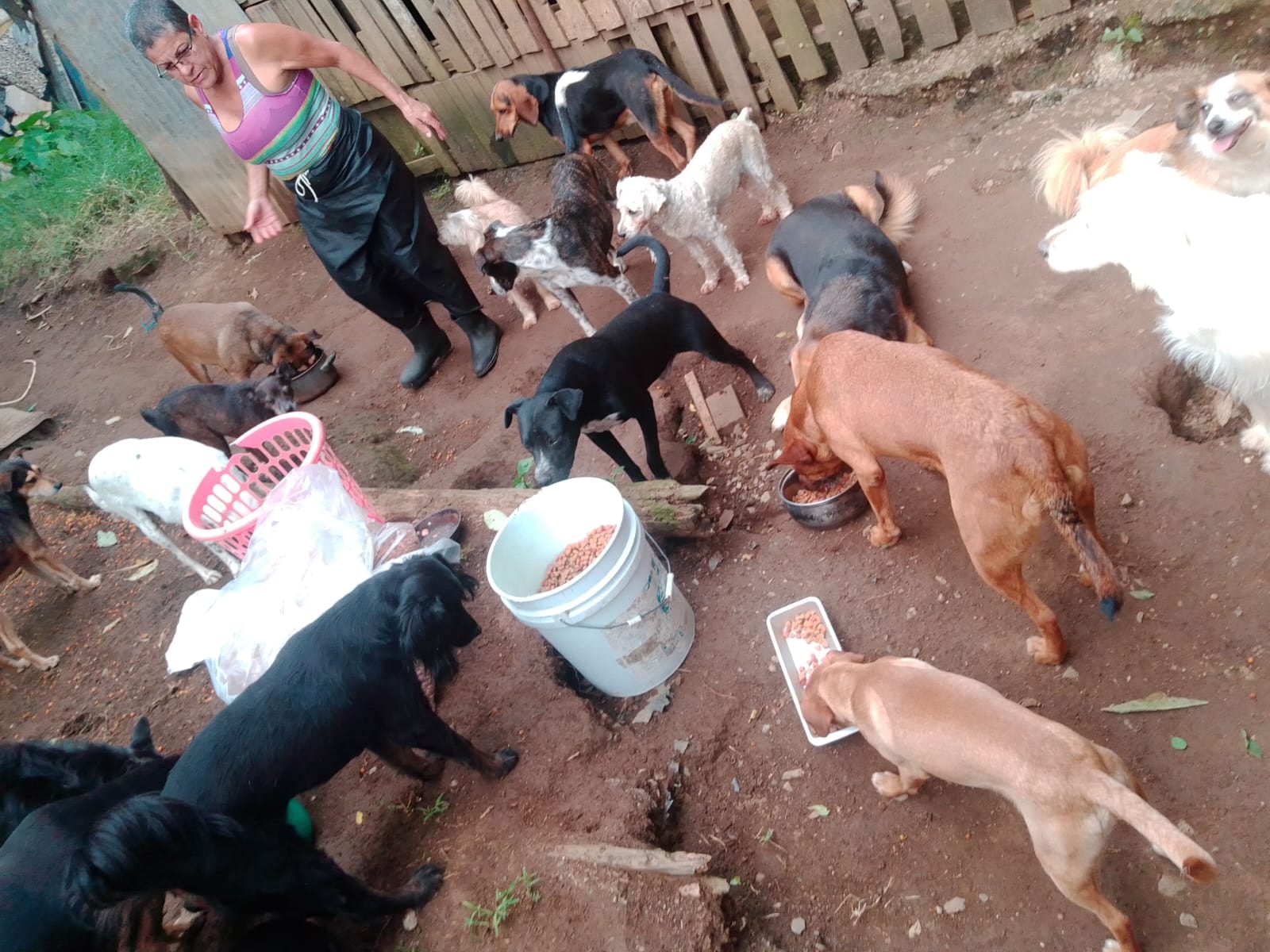 Gerardina Segura cuida actualmente a más de 40 perros rescatados en Cartago.