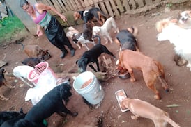 La impactante historia de mujer que convirtió su casa en un refugio para decenas de animales abandonados