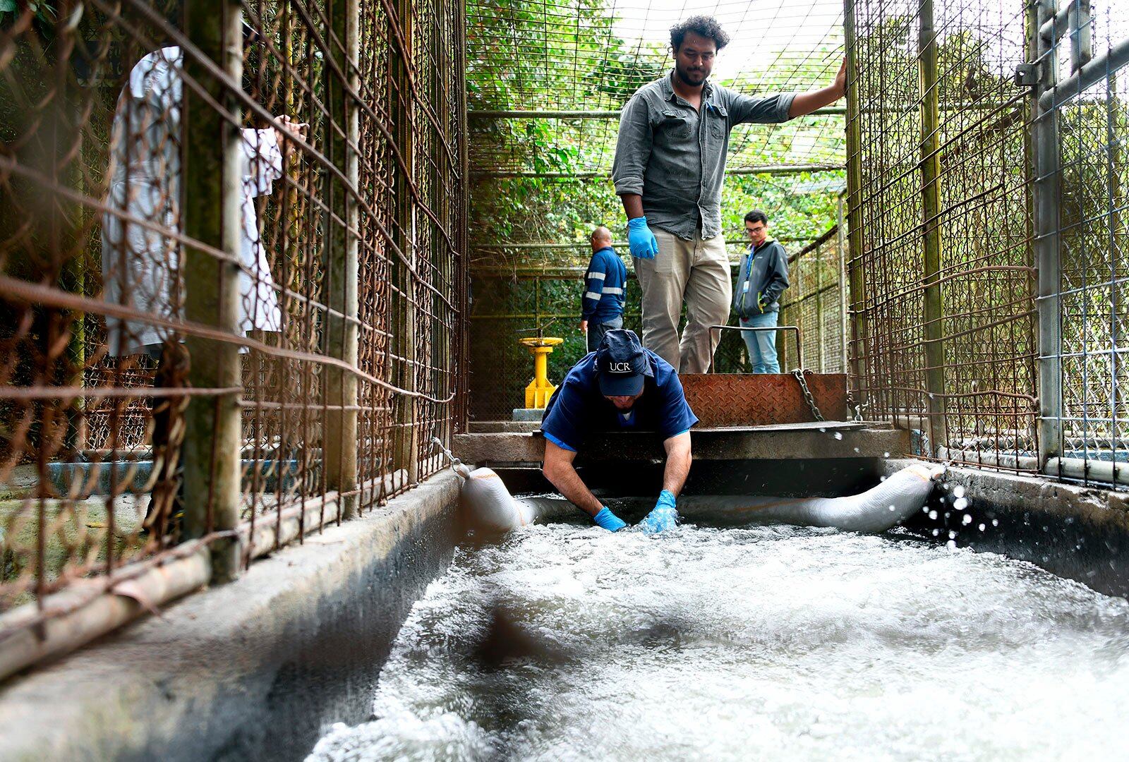 Funcionarios de la Universidadd de Costa Rica toman muestras de agua contaminada.
Fotografía: Laura Rodríguez / UCR