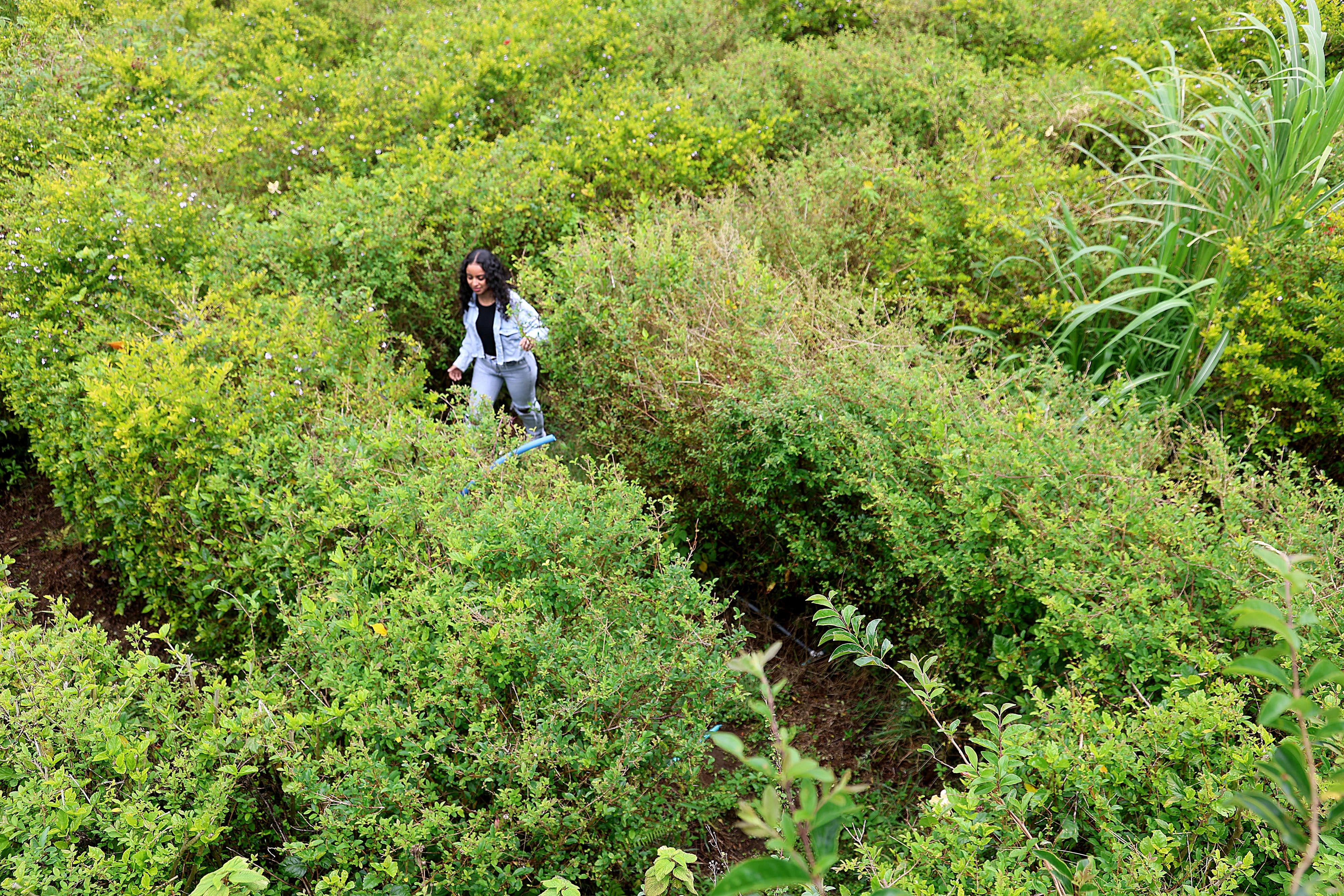 10/04/2024 Poasito de Alajuela. Laberinto Olivo, camino hacia el Volcán Poás, unos 10 kilómetros antes del parque nacional. Para vivir una experiencia diferente, para desafiarse a resolver dentro de senderos con trampa como llegar a puntos específicos como una granja, un mirador, un estanque para practicar una pesca muy peculiar y, por supuesto, encontrar la salida. Foto: Rafael Pacheco Granados