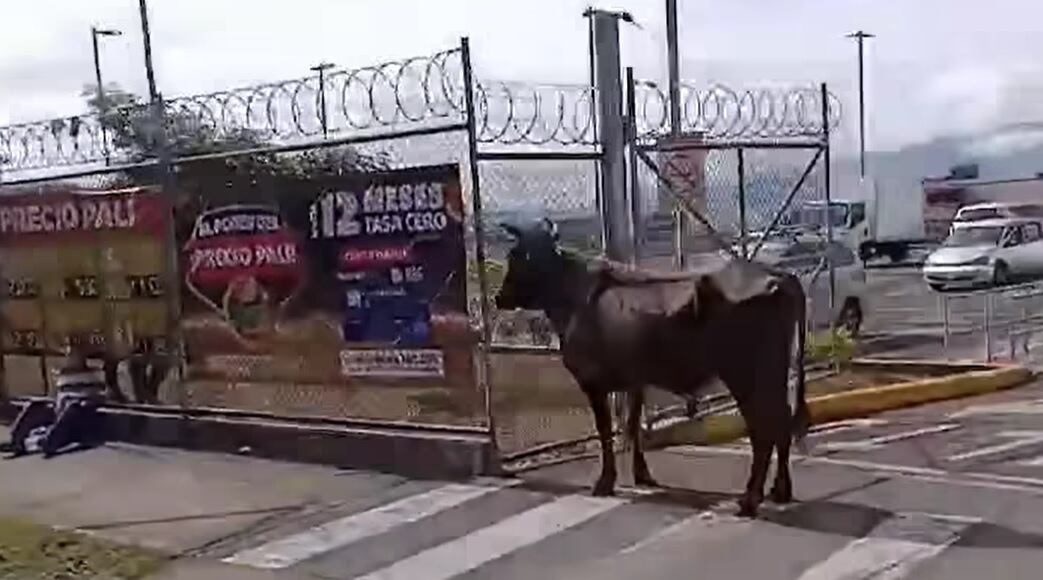 Alicia Flores, señora embestida por toro en Cartago. Foto cortesía.
