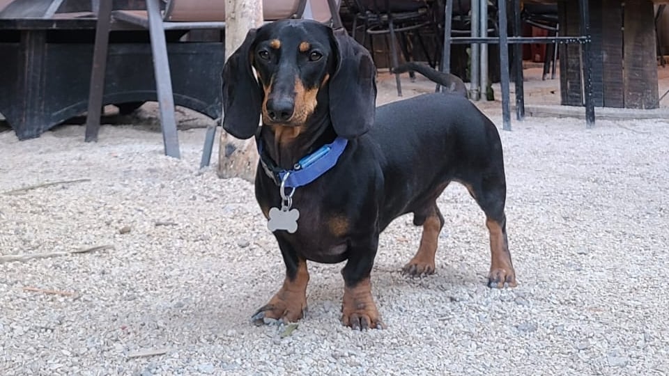 Beto, un amoroso y chineado salchicha que nació el pasado 1 de junio y es santaneño de la pura cepa. Se puede decir con total seguridad que es el “gerente general” del bar y restaurante La Playa, que está a 100 metros al oeste de la tienda Ekono de Santa Ana centro. El dueño es don Marco Alfaro Vargas