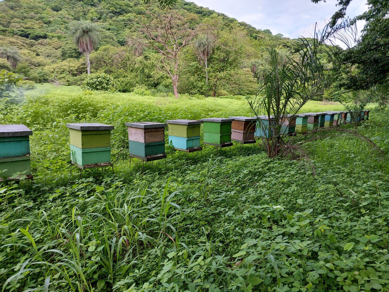 Alfredo Herrera Rodríguez, presidente de la Cámara Nacional de Fomento de la Apicultura, confirma que en abril pasado entraron al país 166 abejas chilenas para tratar de amanzar los panales ticos que están llenos de abejas africanizadas.