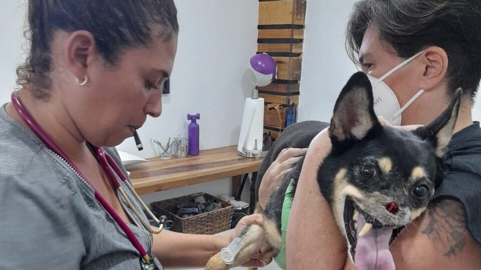 Duke, uno de los perros más luchadores por su vida que conoce el país, vuelve a pelear por su salud y por seguir ladrando y moviendo su colita alegremente, ya que desde el pasado martes comenzó a tener convulsiones