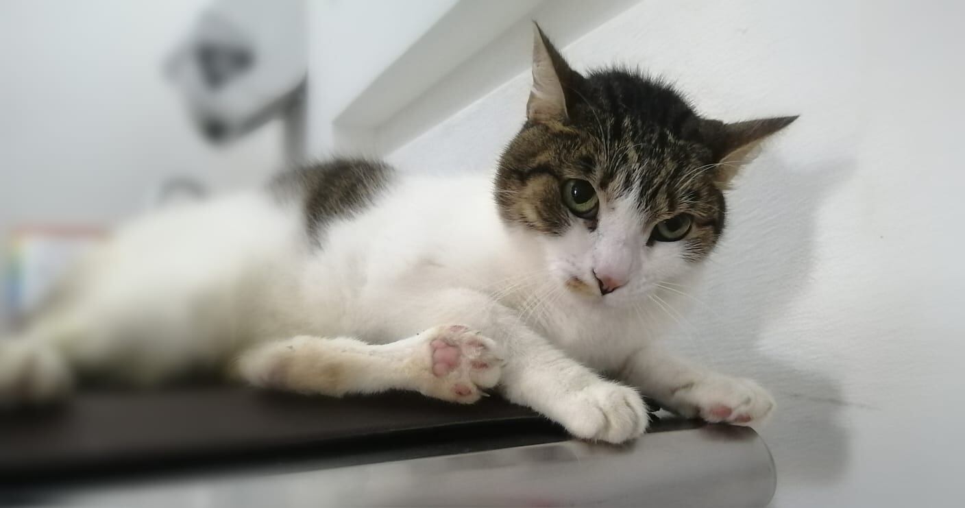 La veterinaria, María Alejandra Gómez Murillo, de la clínica veterinaria Albavets, en Santa Ana, ama a Sierra, una de los gatos que tiene