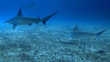Tiburón atacó a mexicano que nadaba en la isla del Coco