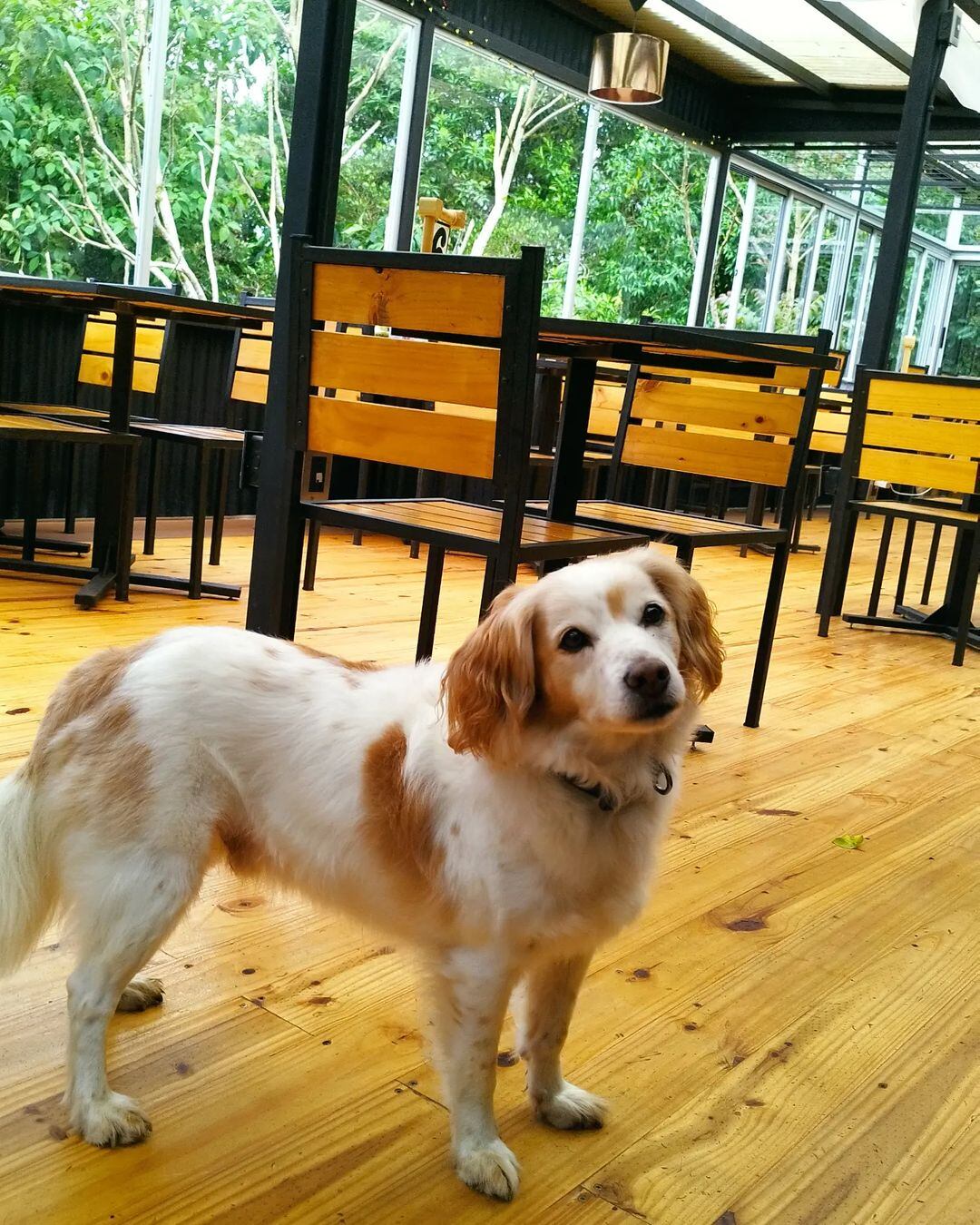 Cine al aire libre (Foto: San Pancracio tienda & café)