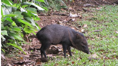 Macabro hallazgo de cabezas de saíno destapa investigación por cacería ilegal