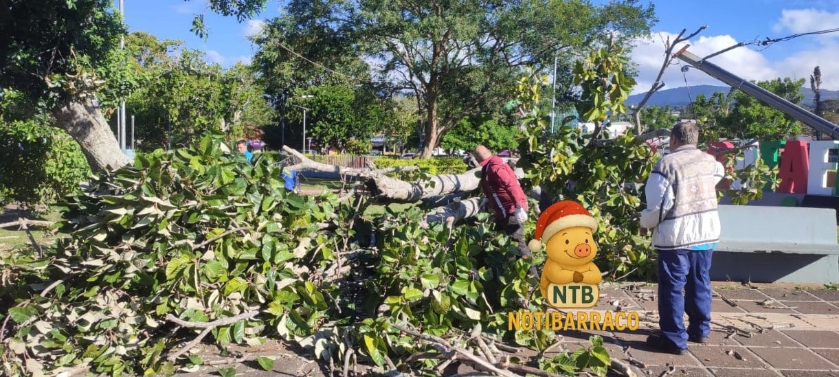 Un hombre resultó herido la mañana de este lunes luego de que un árbol de gran tamaño cayera sobre él, debido a las fuertes ráfagas de viento, en el parque de San Rafael, en Heredia. Foto: Tomada de Notibarraco