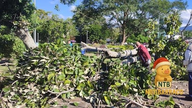 Ráfagas de viento botaron un enorme árbol y dejaron a un hombre herido en Heredia