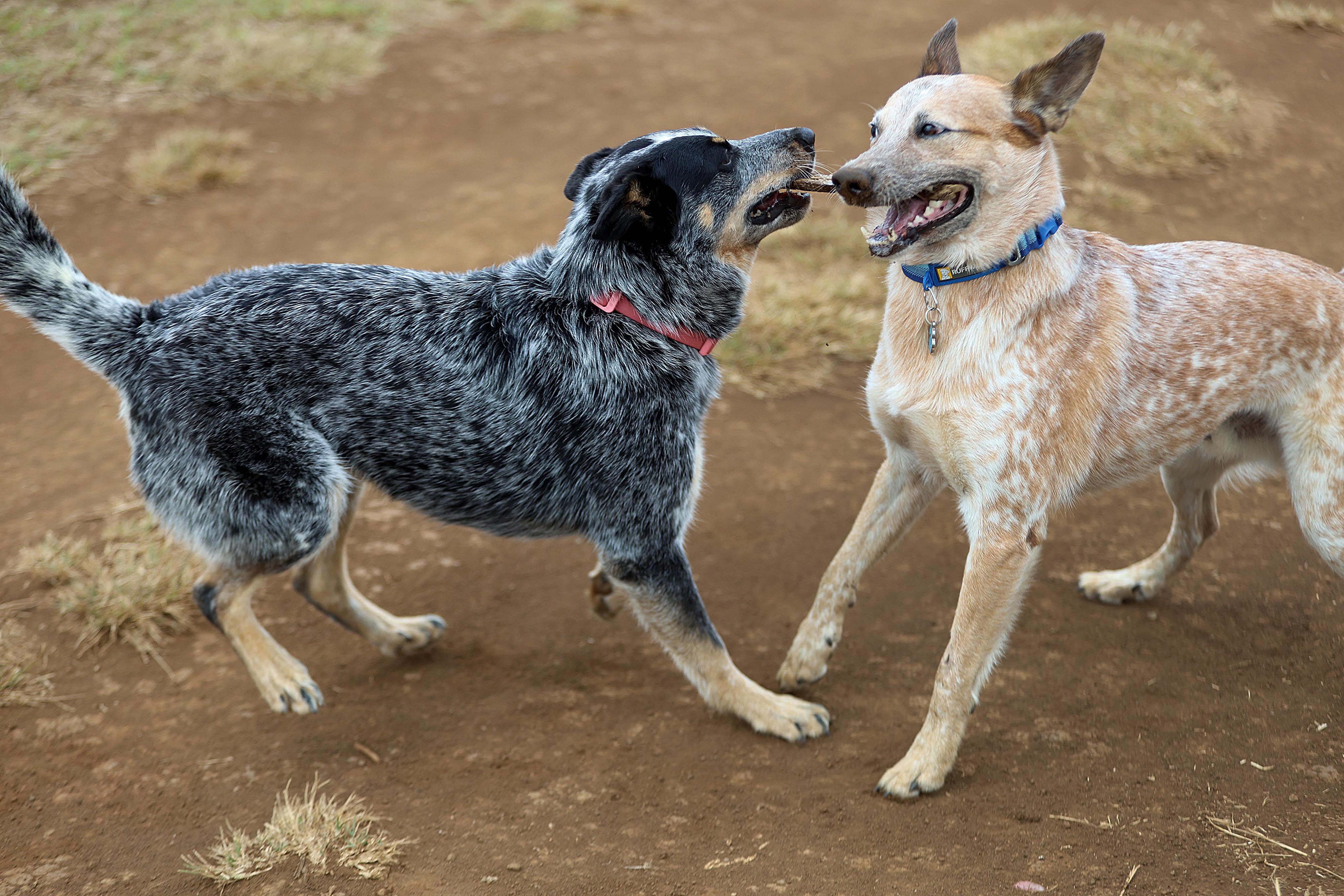 25/04/2024 San Ramón. Logan, el perro tico más seguido en redes sociales es un boyero australiano. Su dueño, Kevin Argüello, se apoya en la fama del enérgico y gracioso animal para ayudar a otros perros. Foto: Rafael Pacheco Granados